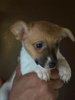Jack russel pups, Dieren en Toebehoren, Honden | Jack Russells en Terriërs, Parvo, Jack Russell Terriër, 8 tot 15 weken, Teef