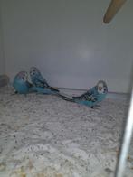 Grasparkiet, Dieren en Toebehoren, Vogels | Parkieten en Papegaaien, Meerdere dieren, Parkiet, Geringd