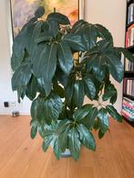 Schefflera, Huis en Inrichting, Kamerplanten, Ophalen, 100 tot 150 cm, Overige soorten, Halfschaduw