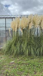 Pampasgras pluimen (Cortaderia) te koop, Tuin en Terras, Planten | Tuinplanten, Ophalen, Volle zon, Vaste plant, Siergrassen