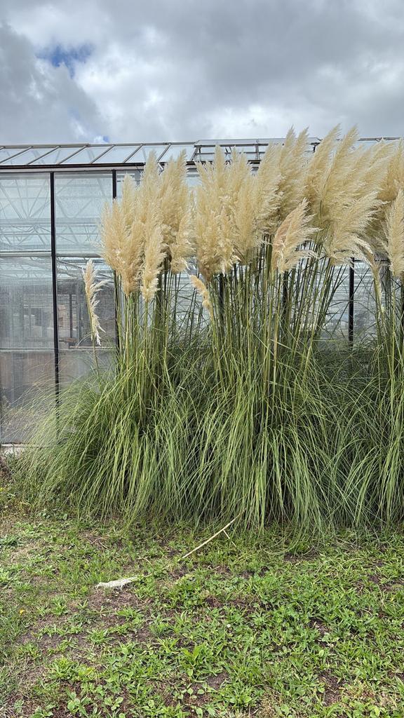 Pampasgras pluimen (Cortaderia) te koop, Tuin en Terras, Planten | Tuinplanten, Vaste plant, Siergrassen, Volle zon, Herfst, Ophalen