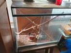 Grote terrarium voor bijvoorbeeld wandelende takken te koop, Dieren en Toebehoren, Reptielen en Amfibieën | Toebehoren, Ophalen