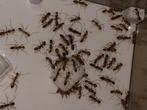 Mieren kolonie Camponotus maculatus, Dieren en Toebehoren, Insecten en Spinnen, Mieren