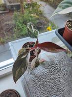 Philodendron Red Anderson, Huis en Inrichting, Kamerplanten, Ophalen of Verzenden, Overige soorten, Minder dan 100 cm