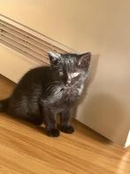 Kitten te koop, Dieren en Toebehoren, Katten en Kittens | Raskatten | Korthaar, Poes, Ontwormd