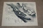 Antieke prent - Vogels Boomkruiper - Circa 1900 !!, Verzamelen, Foto's en Prenten, Gebruikt, Ophalen of Verzenden, Dier, Voor 1940