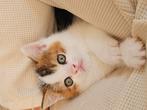 Britse kitten, Dieren en Toebehoren, Katten en Kittens | Raskatten | Langhaar, Kater