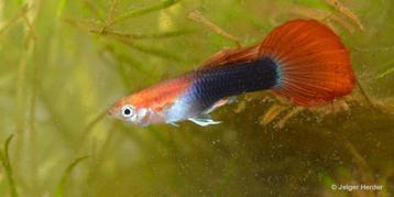 Guppies rood/zwart geel/zwart beschikbaar voor biedingen