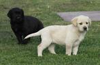 labrador pups particulier, Dieren en Toebehoren, Honden | Retrievers, Spaniëls en Waterhonden, België, Particulier, 8 tot 15 weken