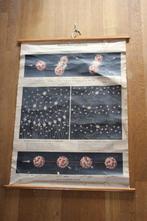 Vintage poster , schoolkaart Atoomkernsplitsing, Ophalen of Verzenden, Natuur en Biologie