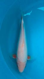 Prachtige zuivere yuki asagi, kweker Tanaka, nisai, 40 cm, Karper of Koi