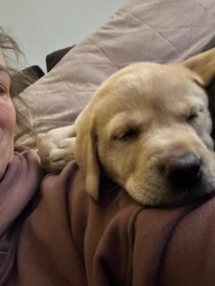 Labrador pups, Dieren en Toebehoren, Honden | Retrievers, Spaniëls en Waterhonden, Meerdere dieren, Labrador retriever, Particulier