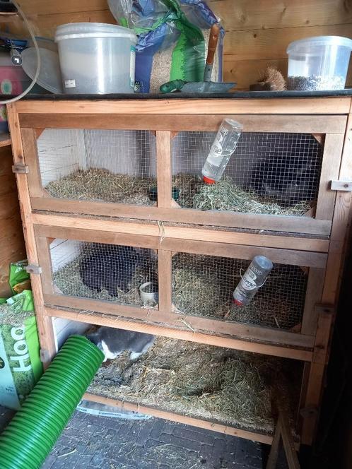 Konijnenhok, Dieren en Toebehoren, Konijnen, Middelgroot, Meerdere dieren, 0 tot 2 jaar, Hangoor