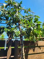 Lei Prunus Novita, Ophalen, In pot, Halfschaduw, Leiboom