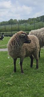Ouessant ram en ooi jong, Dieren en Toebehoren, Meerdere dieren, Schaap, 0 tot 2 jaar