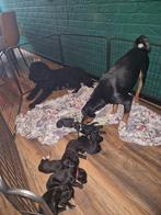 Lieve Senne-Doodle Pups., Dieren en Toebehoren, Honden | Niet-rashonden, 8 tot 15 weken, Meerdere, Meerdere dieren, Middel