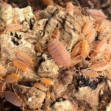 Porcellionides pruinosus “Powder Orange” beschikbaar voor biedingen
