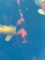 Koi karpers te koop, Dieren en Toebehoren, Vissen | Vijvervissen, Karper of Koi