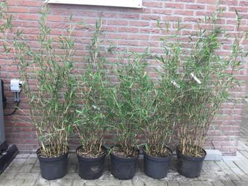 Fargesia Yulongshanensis ( niet woekerende bamboe!!! )  beschikbaar voor biedingen