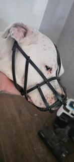 Meulkorf  echte leer voor pitbull, amstaff ..nieuw 40€, Dieren en Toebehoren, Ophalen of Verzenden, Nieuw