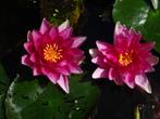 Roze rode waterlelie, Tuin en Terras, Planten | Tuinplanten, Volle zon, Vaste plant, Ophalen of Verzenden, Zomer