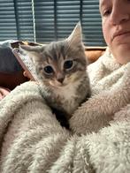 Kittens te koop, Kater