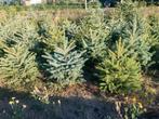 Picea pungens glauca blauwspar. 80/100 cm, Tuin en Terras, In pot, Bloeit niet, Verzenden, Overige soorten
