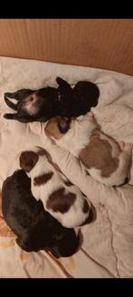 Nog 3 Prachtige raszuivere Shih tzu pups, Dieren en Toebehoren, Honden | Chihuahua's en Gezelschapshonden, Parvo, 8 tot 15 weken