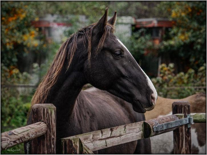 Gave zwarte 4 jarige ruin met veel body en beweging, Dieren en Toebehoren, Paarden, Ruin, Zadelmak, 160 tot 165 cm, 3 tot 6 jaar