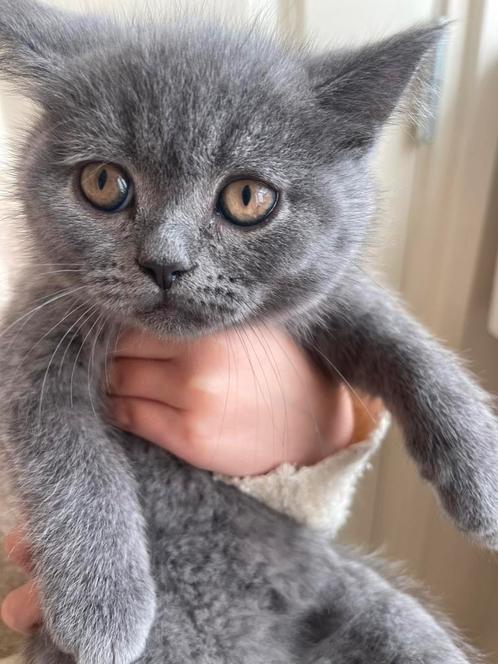Raszuivere Britse korthaar kittens, Dieren en Toebehoren, Katten en Kittens | Raskatten | Korthaar, Ontwormd
