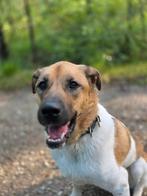 Liefe reu ter adoptie,  goed met kinderen, Particulier, Rabiës (hondsdolheid), 1 tot 2 jaar, Buitenland