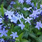 Amsonia orientalis (Rhazya orientalis) vlinder en bijenplant, Ophalen of Verzenden, Overige soorten, Halfschaduw