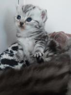 Britse korthaar silver tabby kittens, Dieren en Toebehoren, Katten en Kittens | Raskatten | Langhaar, Meerdere dieren, Gechipt