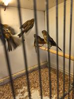 Jonge rood agaat kanaries, Dieren en Toebehoren, Vogels | Kanaries, Meerdere dieren, Kleurkanarie