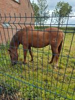 Te koop weidemaatje coachingpony, Dieren en Toebehoren, Paarden, Merrie, Minder dan 160 cm, Gechipt, 11 jaar of ouder