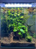 Denerle nano 30L aquarium, Ophalen, Zo goed als nieuw, Gevuld zoetwateraquarium