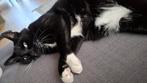 Kater Muis zoekt een huis, Kater, Kortharig, 6 jaar of ouder