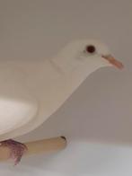 1-0 Lachduif, Dieren en Toebehoren, Vogels | Duiven, Mannelijk
