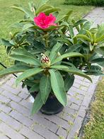 Nieuwe Rhododendron rood Wilgen’s Ruby, Tuin en Terras, Planten | Tuinplanten, Vaste plant, Halfschaduw, Zomer, Ophalen