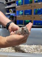 Te koop lieve jonge gerbil vrouwtjes, Vrouwelijk, Overige typen, Na 1 juli 2024, Tam