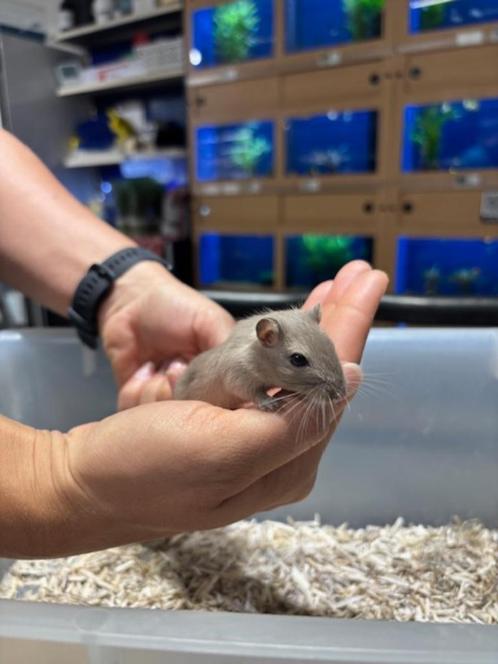 Te koop lieve jonge gerbil vrouwtjes, Dieren en Toebehoren, Knaagdieren, Vrouwelijk, Overige typen, Na 1 juli 2024, Tam