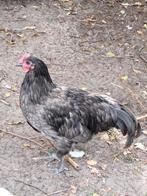 Australorp blauw. Raszuiver, Dieren en Toebehoren, Pluimvee, Mannelijk, Kip