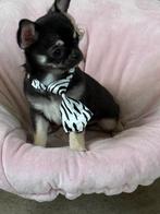 Chihuahua korthaar FCI, Parvo, België, Fokker | Hobbymatig, Reu