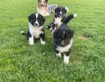 Lieve Australian Shepherd pups zoeken een goed huisje, Dieren en Toebehoren, Honden | Herdershonden en Veedrijvers, Rabiës (hondsdolheid)