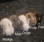 Lieve baby konijntjes zoeken een huisje! Rotterdam Noord, Meerdere dieren, Dwerg, 0 tot 2 jaar