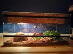Ball python inclusief toebehoren, Slang