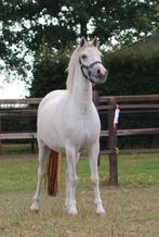 Super mooie en lieve A Welsh pony, Dieren en Toebehoren, Pony's, Merrie, Zadelmak, 3 tot 6 jaar, Ontwormd
