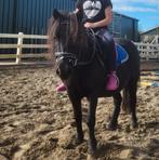 Lieve kinderpony, Merrie, Minder dan 160 cm, Recreatiepaard