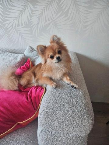 Pomchi dekreu niet te koop!!!  beschikbaar voor biedingen