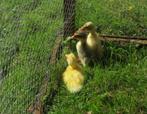Indische loopeendjes, Dieren en Toebehoren, Pluimvee, Geslacht onbekend, Eend
